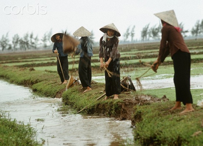 Những người phụ nữ đội nón lá đang tham gia tát nước vào ruộng, một hình thức chuyên canh nông nghiệp truyền thống ở Việt Nam. Ảnh chụp tại tỉnh Nam Hà (cũ) năm 1973 của Werner Schulze-dpa-Corbis.